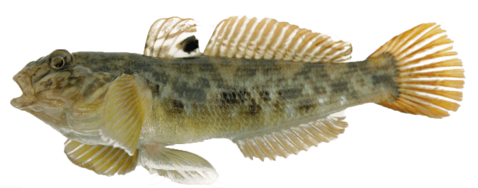 Round goby