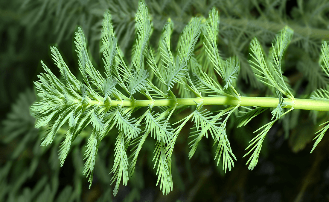 Le myriophylle en épis