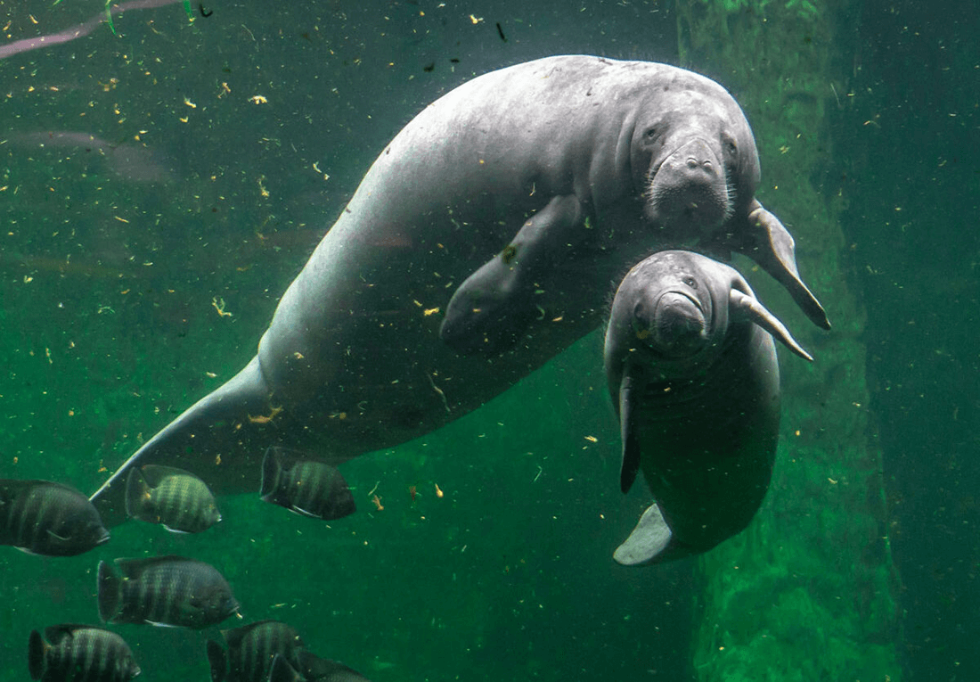 Environment - Manatee Awareness - Florida Law